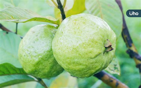 榕樹芭樂功效|芭樂吃太多會造成便秘？芭樂的10大功效以及食用禁忌